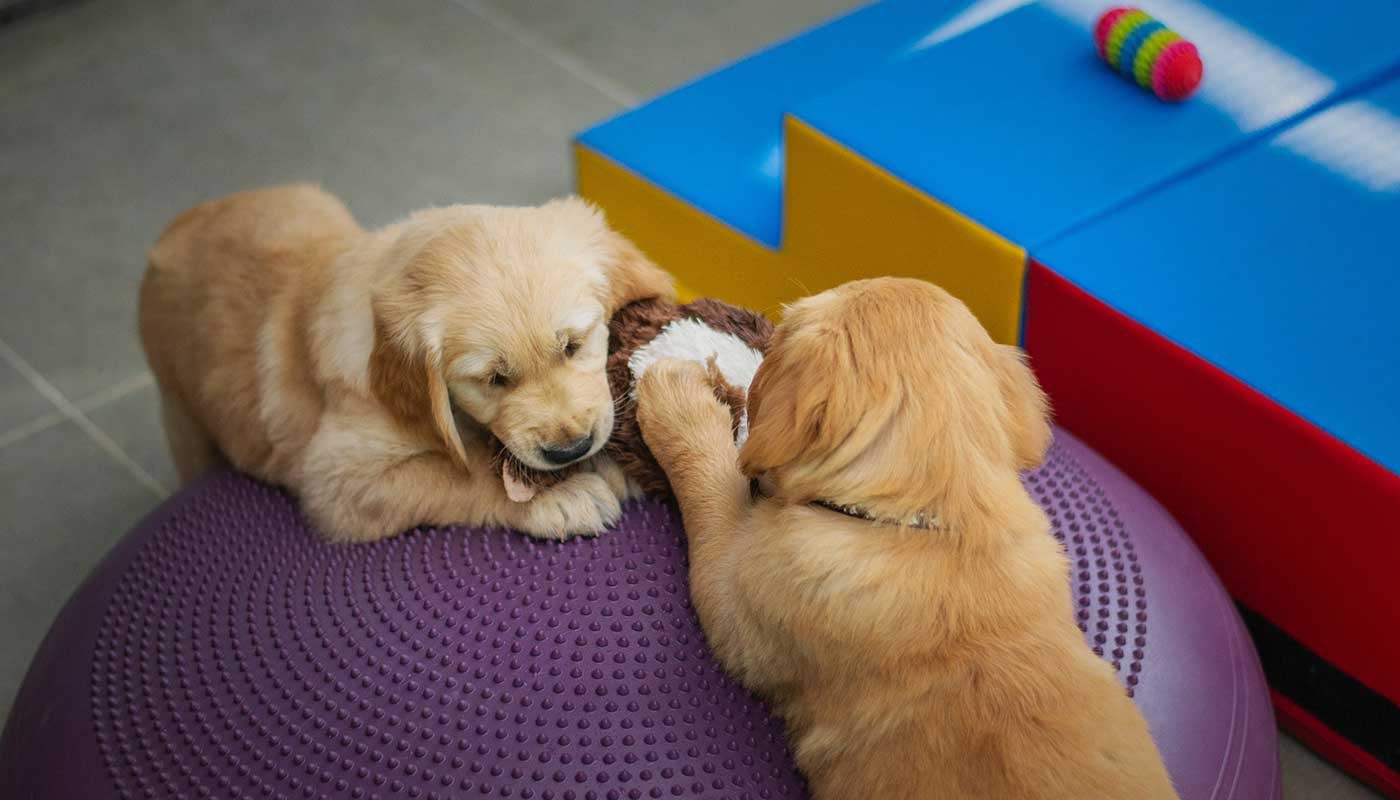 Gu Pets