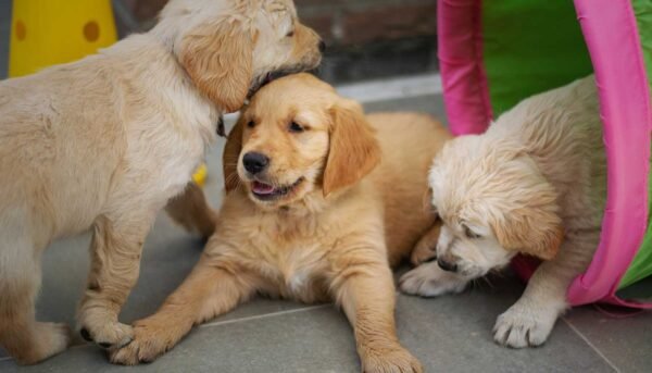 Gu Pets